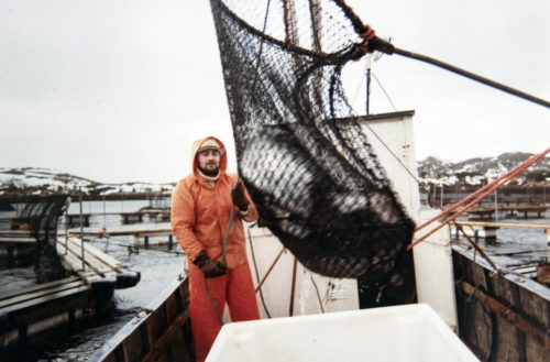 Fiskeoppdretter med slakteklar laks i 1983. Foto.