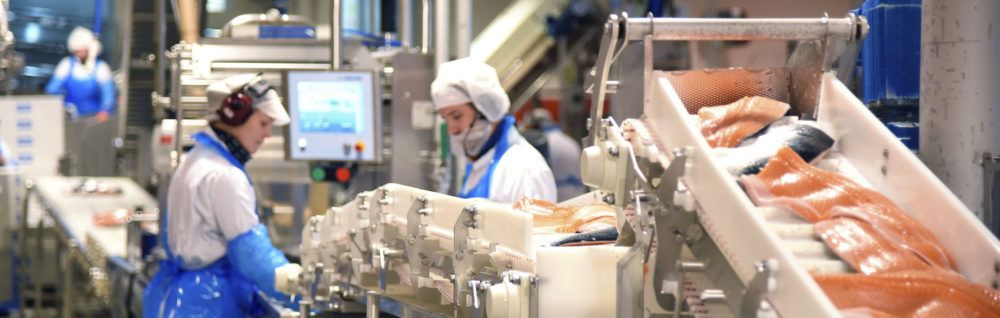 Hel laks skjæres til fileter ved videreforedling i fabrikken til SinkabergHansen ved Rørvik.