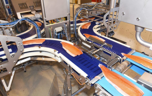 Produksjon av laksefileter, SinkabergHansen fabrikk i Nærøy, foto. 