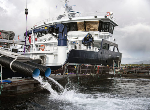 Brønnbåten Ronja Explorer losser fisk for første gang, foto